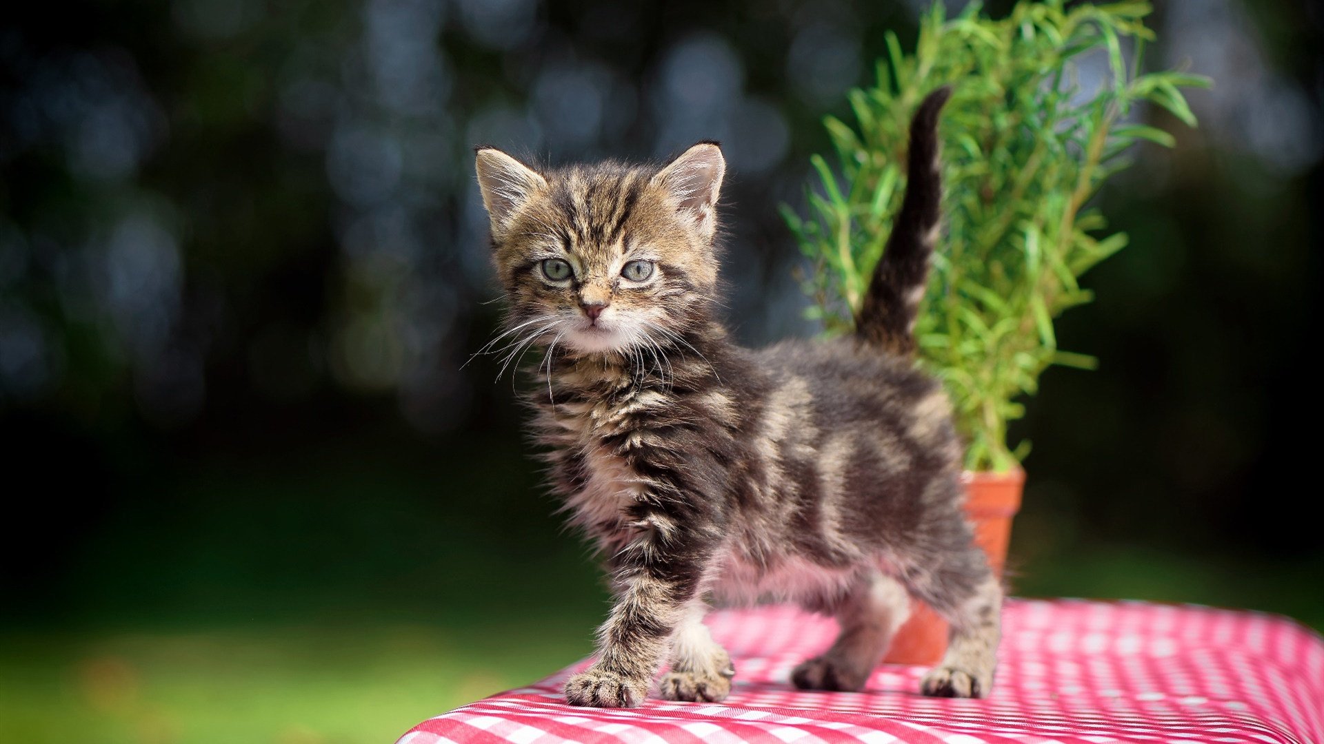 _职业沙滩足球联赛：海风与足球的完美邂逅_，沙滩足球网