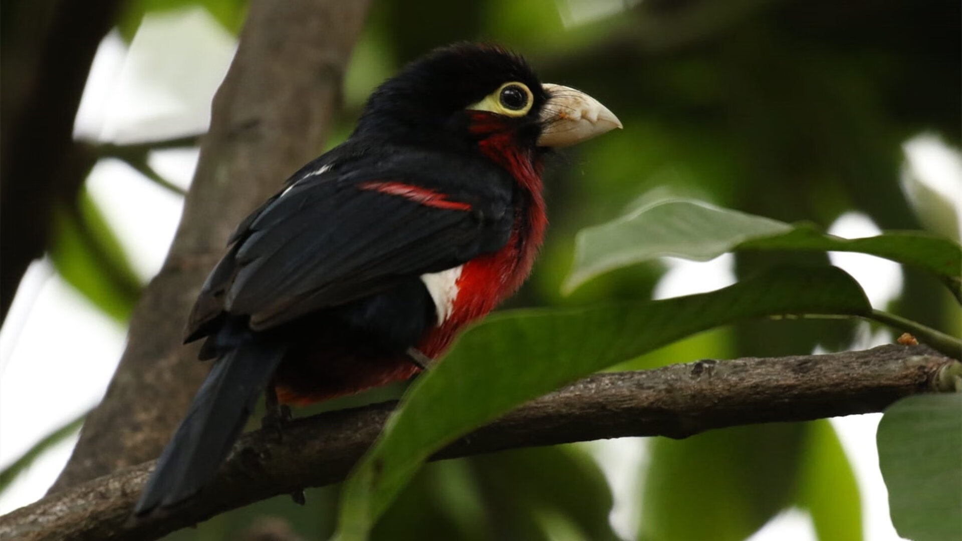 _联盟焦点：热火vs皇家具备看点_，热火vs黄蜂季后赛第七场