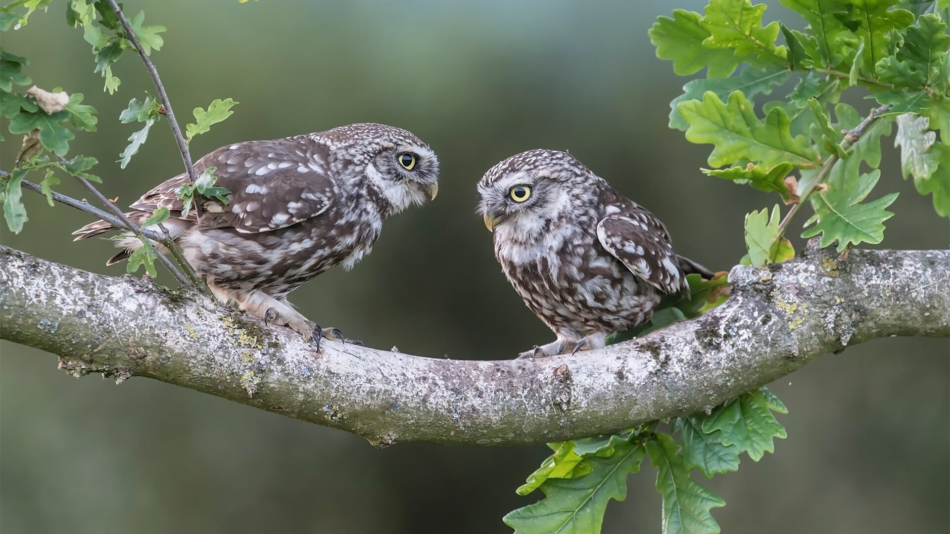 九游网页版入口-《2025英雄联盟季后赛，EDG逆袭战胜G2夺冠》，lol季后赛edg